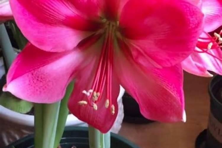 沙果的养殖方法和注意事项