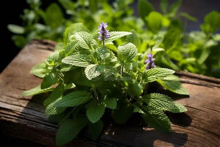 氨基寡糖素能不能戊唑多菌灵混混配使用？