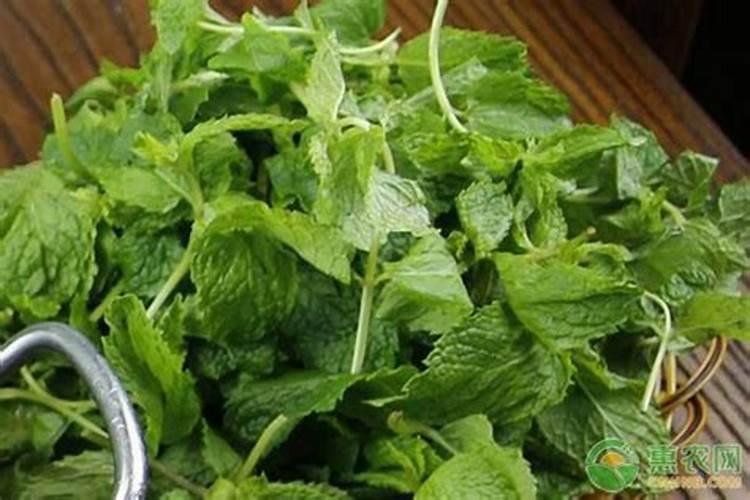 薄荷施什么肥,薄荷施肥时的两大注意