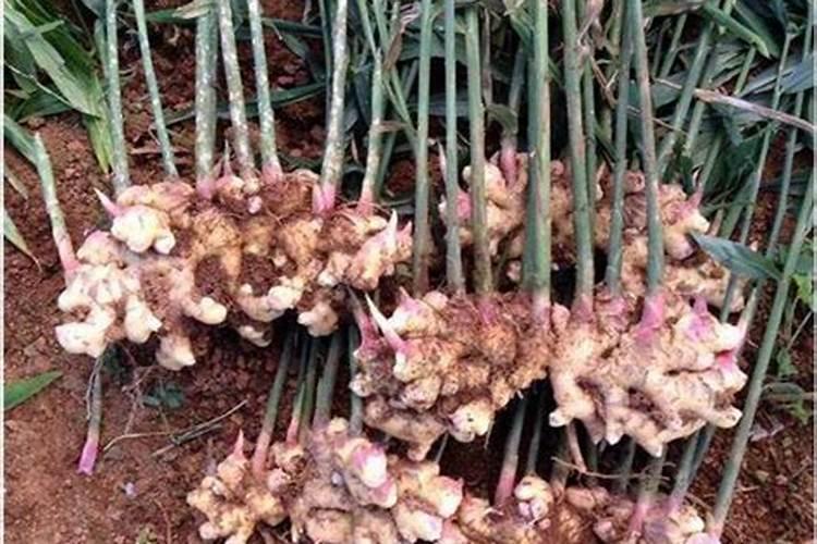 大姜喜欢什么肥料