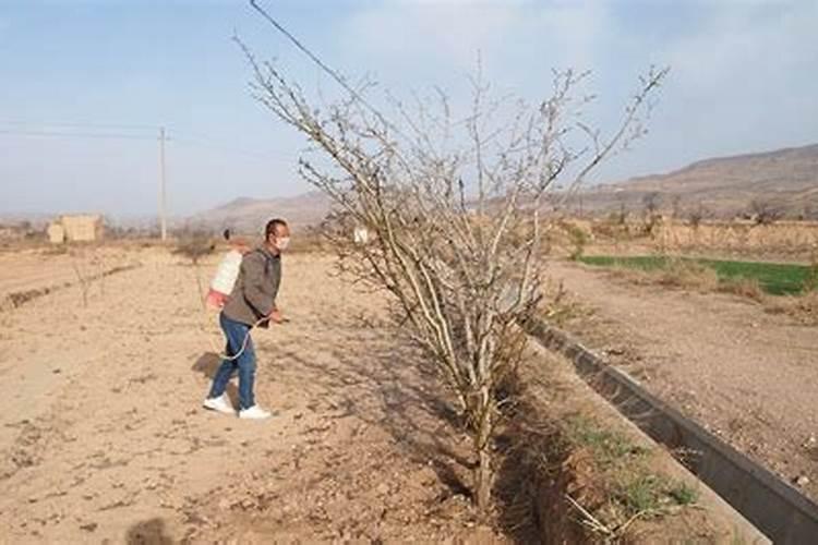 花椒树黄叶病的原因及治疗处理方法