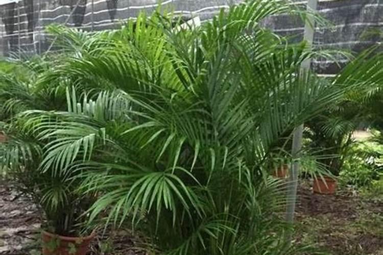 种植葡萄需要什么肥料