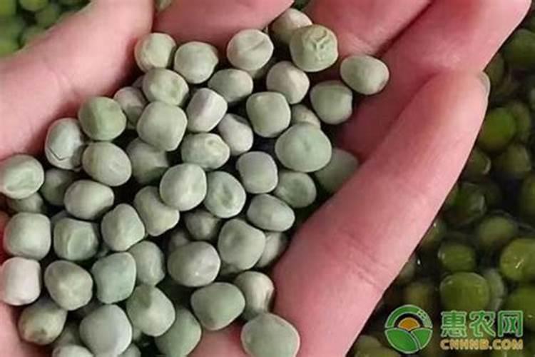 柚子树叶子卷并枯黄用什么药