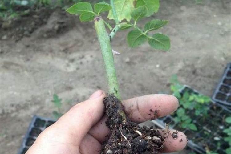 黄豆地用什么除草剂最好