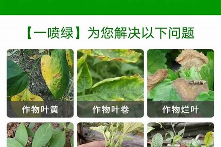 黄豆苗后除草剂什么时候打最好