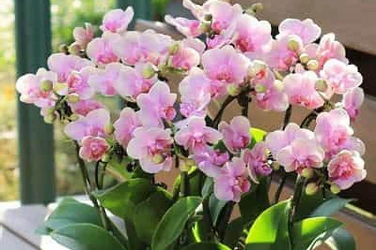 赤霉素、芸苔素、多效唑用法大汇总!