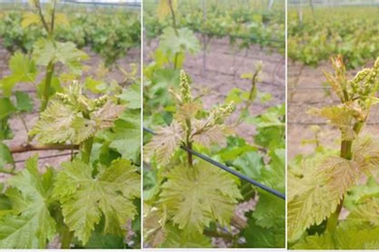 葡萄开花后施什么肥葡萄开花后怎么施肥