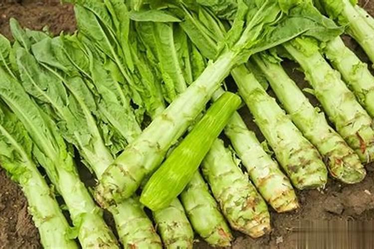 莴笋怎样种植