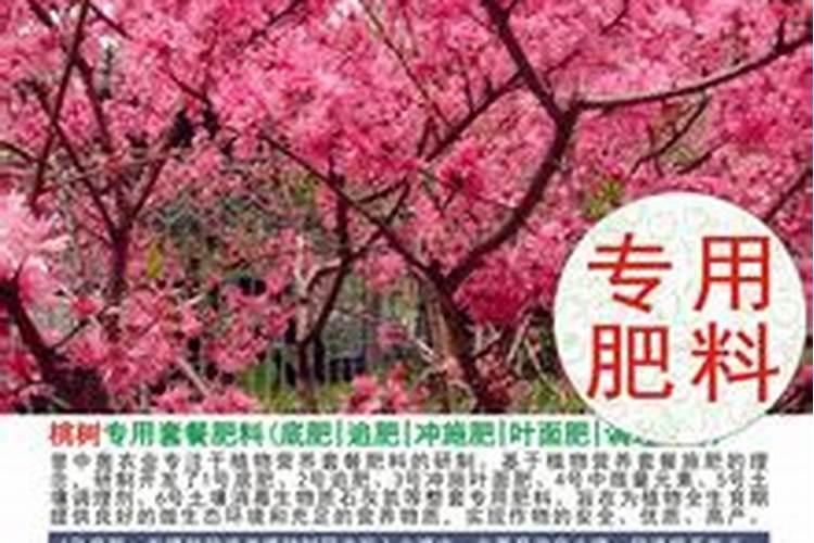 芍药多长时间浇一次水,芍药花什么时候浇水