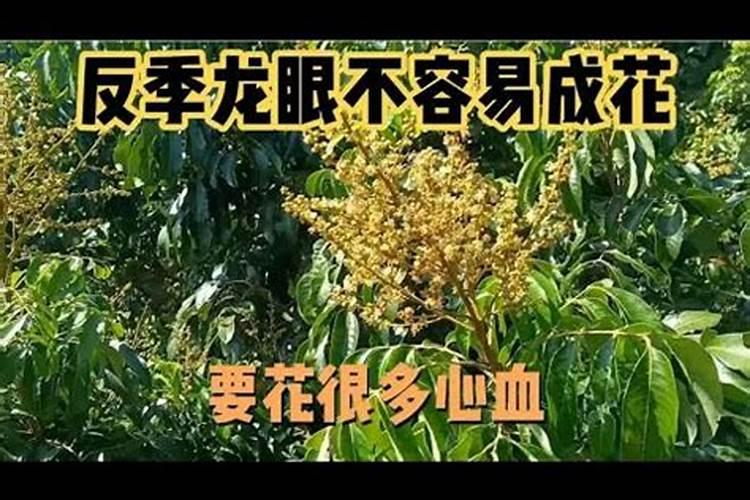 龙眼施什么肥比较好