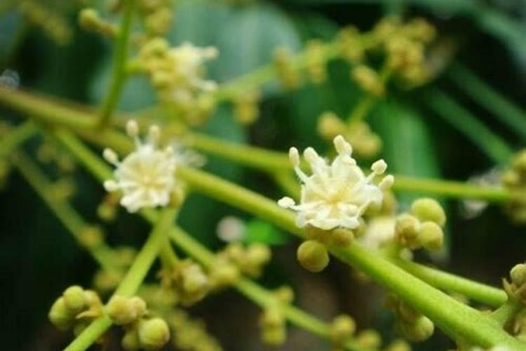 龙眼用什么叶面肥能老熟快点