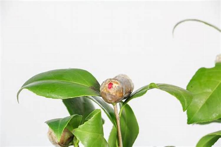 茶花树施什么肥好