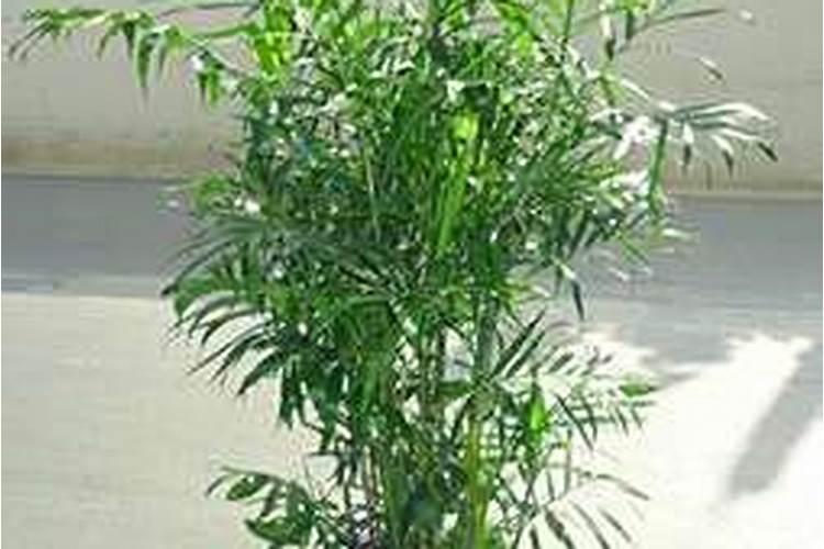 夏季如何给柠檬施肥颗颗都粗壮