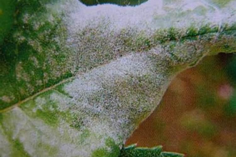 种百香果隔多少天施一次肥