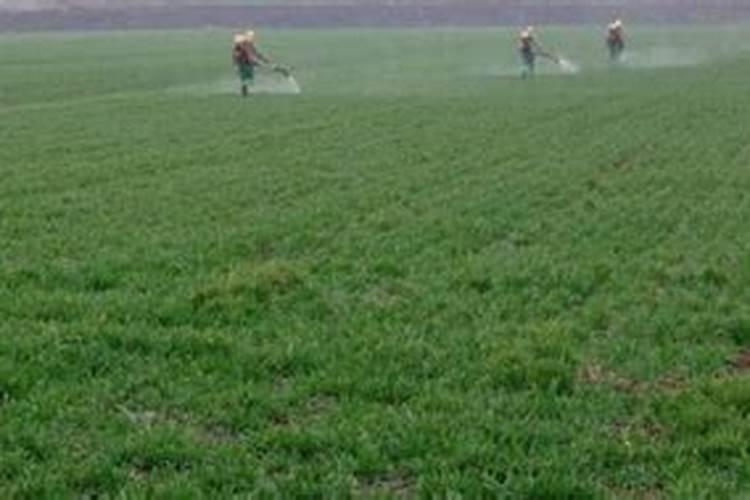 使用罗布泊硫酸钾镁肥能带来哪些具体效果？