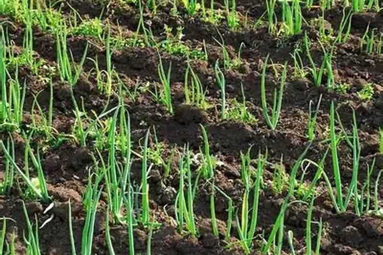 果树结果期用哪种水溶肥效果好？果树膨大期施肥怎么施？