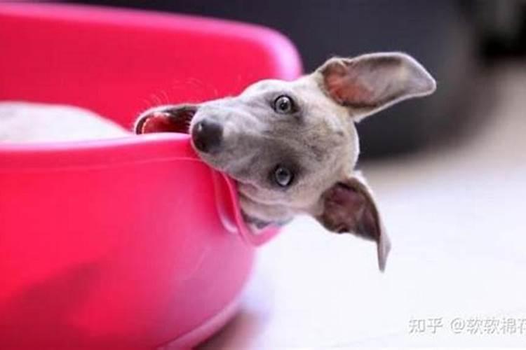 大蒜年后追什么肥料好