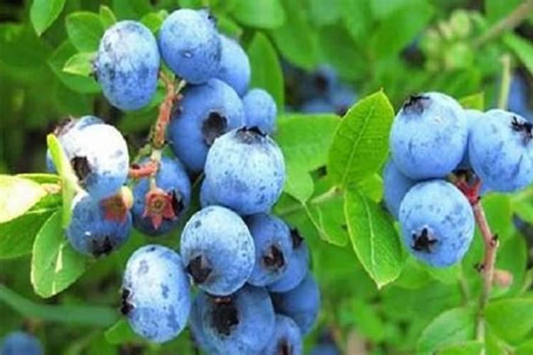 牡丹浇什么肥料合适