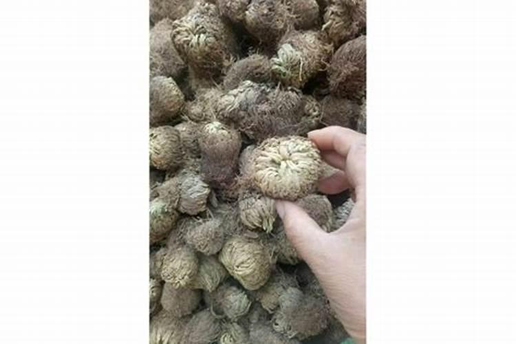 磷酸二氢钾怎么用效果好