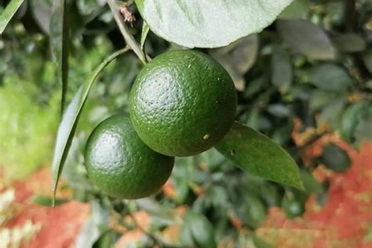 蔷薇要几天浇一次水