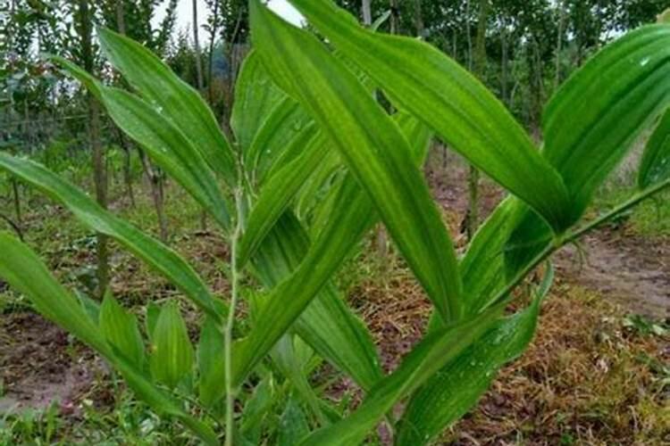 广东有栗子树吗