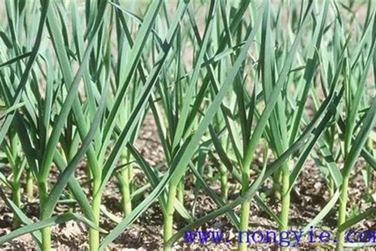 磷酸二铵是什么？