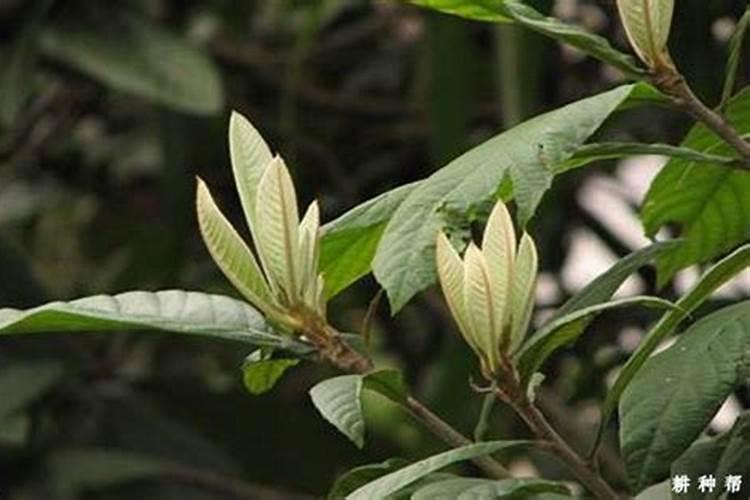 怎样能让枇杷的果又大又甜？枇杷增甜施肥哪种叶面肥效果好