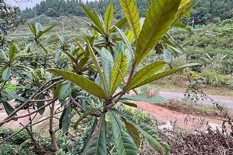 怎样能让枇杷的果又大又甜？枇杷增甜施肥哪种叶面肥效果好