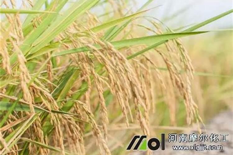 老令箭荷花如何换盆