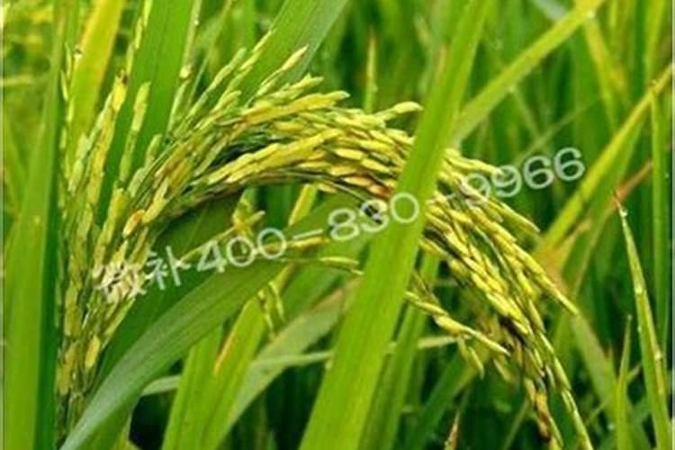 油麦菜什么时候施肥合适？追肥用昆仑风什么时候合适