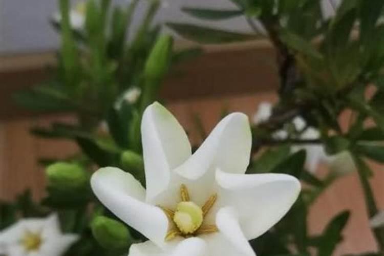 油麦菜施肥用什么肥料