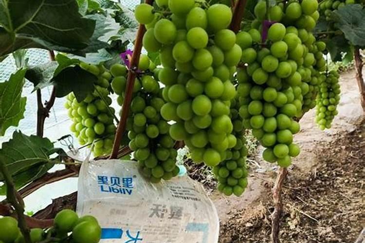 菊花叶子变软下垂