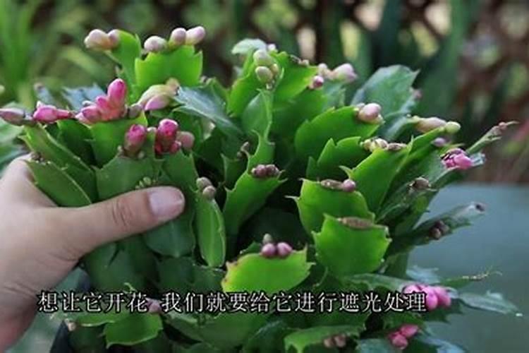 钾肥如何使用在花上