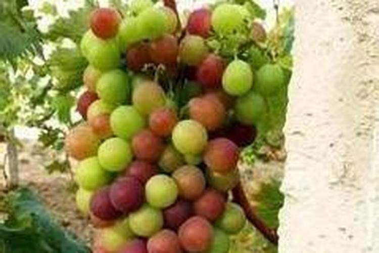 葡萄转色成熟期,采取哪些方法能够快速完成转色增甜？