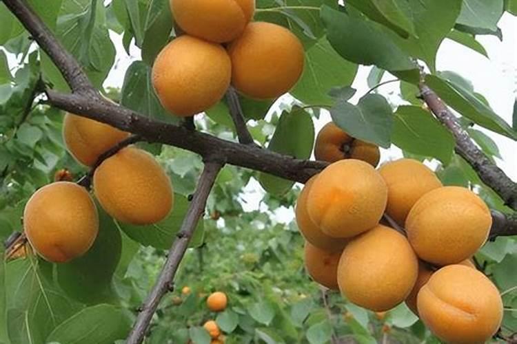 柑橘树缺氮有什么症状和防治措施？