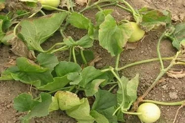 种植香瓜时,有哪些方法可以让长出来的香瓜更甜更香？