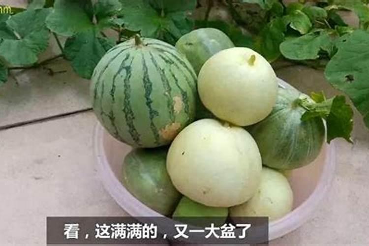 露地香瓜啥时补钙镁硼？