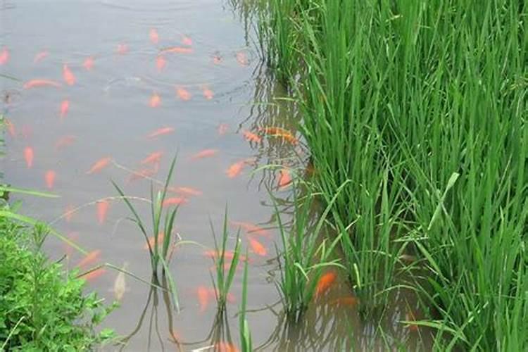 植物缺肥症状及对应的花肥沤制方法:薄肥淡施