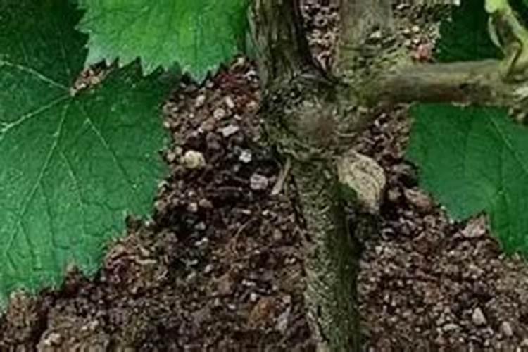 灰烬是什么意思