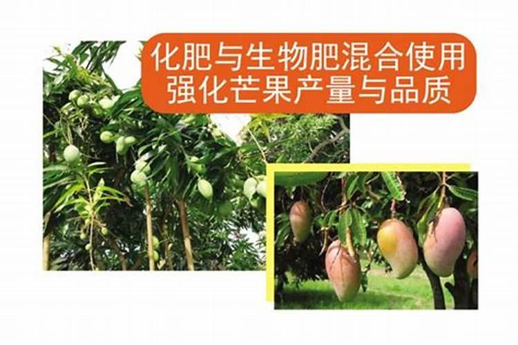 芒果树用什么肥料最好