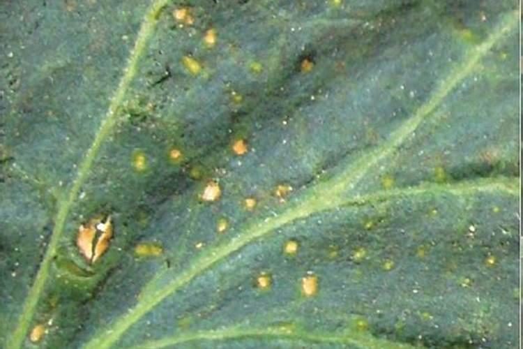 白菜施肥时间和方法