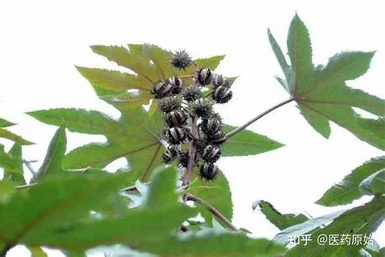 包菜是农药残留最多的蔬菜？该如何清洗？