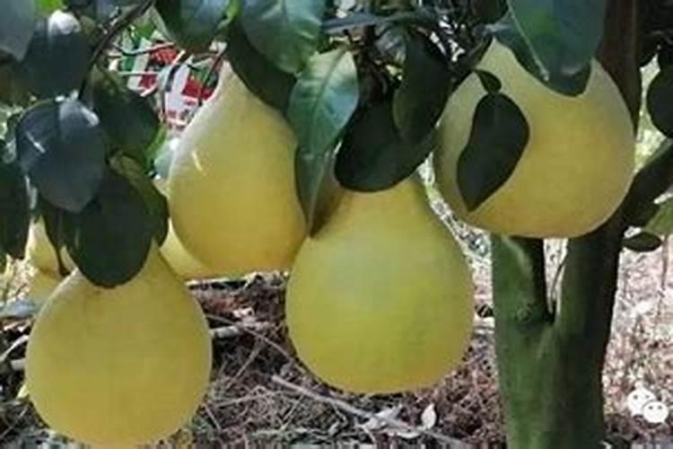 沙田柚在着色期的时候施肥时间是什么时候？还有施什么样的肥料科学？百 ...