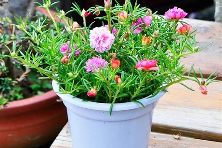 让多肉胖萌的小技巧,掌握好用处多!