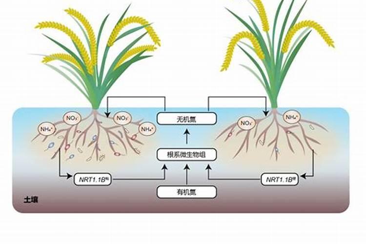 水稻能杀油菜硼肥吗