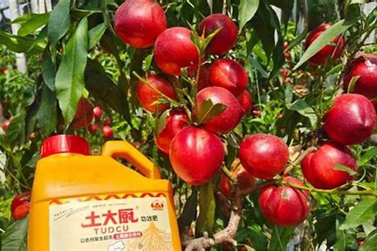 玫瑰浇什么肥料合适