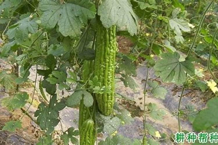 刚种下去的苦瓜苗怎么会死