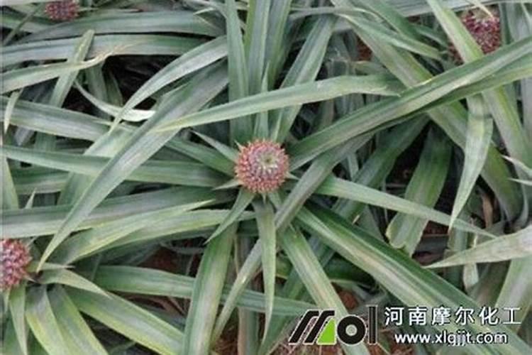 食葵灌浆需要施什么肥