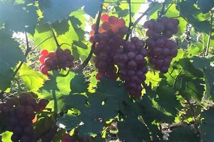 承德县绿能有机肥有限公司怎么样？