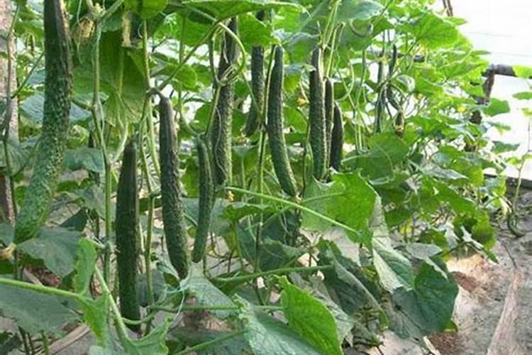 打黄瓜用什么叶面肥好